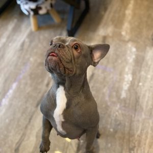 How to Train a French Bulldog: A Guide for Successful Training